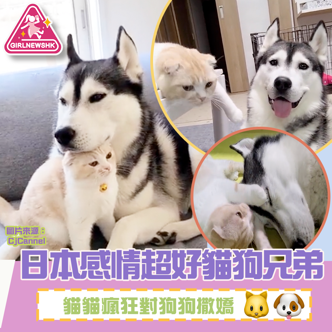 感情超好貓狗兄弟 貓貓狂對狗狗撒嬌 