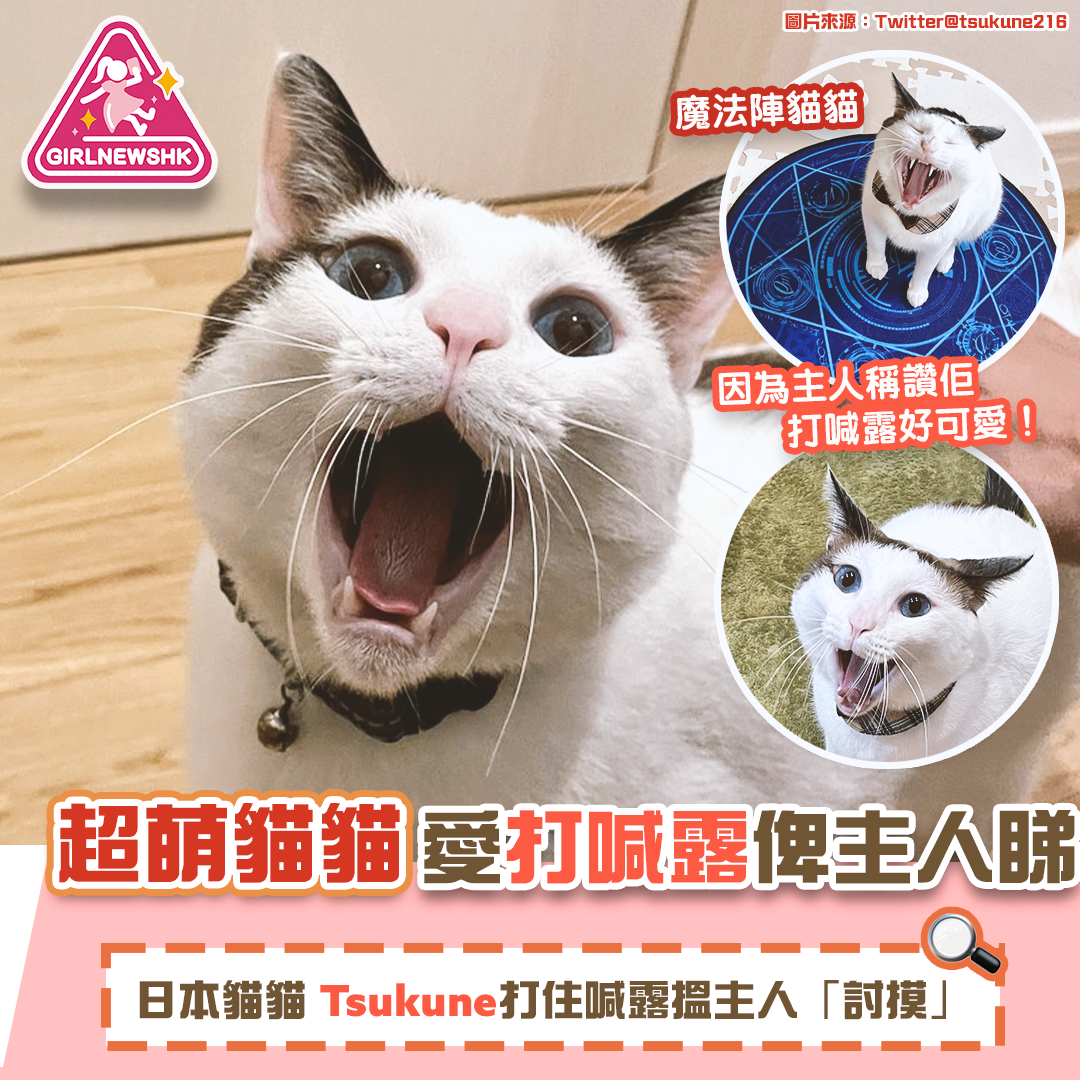 超萌貓貓 愛打喊露畀主人睇